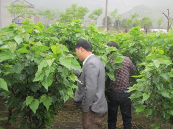 桑树13.jpg