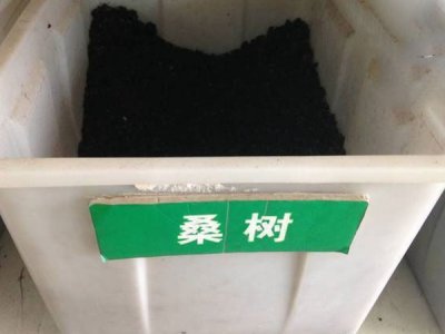 桑树种子什么时候播种最好？