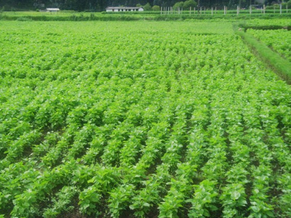 1632663218275360.jpg 桑树10.jpg