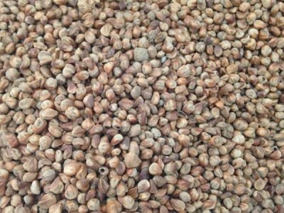 圆柏什么时候栽植比较好？