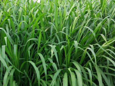 皇竹草一亩需多少种节？是否有种子