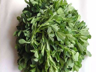 耐寒紫花苜蓿种子价格播种方法