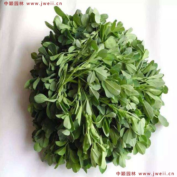 1633782458424124.jpg 紫花苜蓿10.jpg