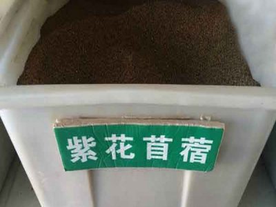 今年紫花苜蓿种子批发价格是多少？