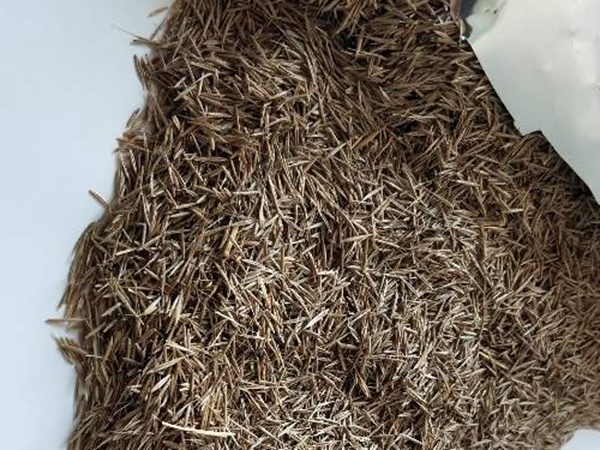 鼠茅草种子 鼠茅草种子