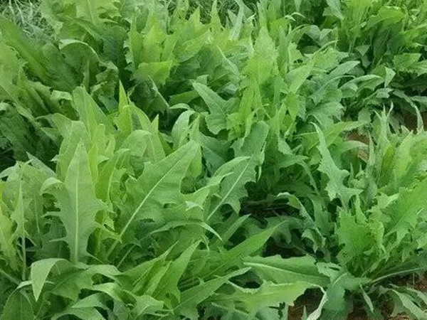 1634719268299213.jpg 苦荬菜2.jpg