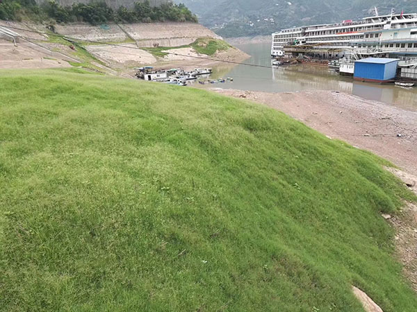 狗牙根草坪护坡绿化 狗牙根草坪护坡绿化
