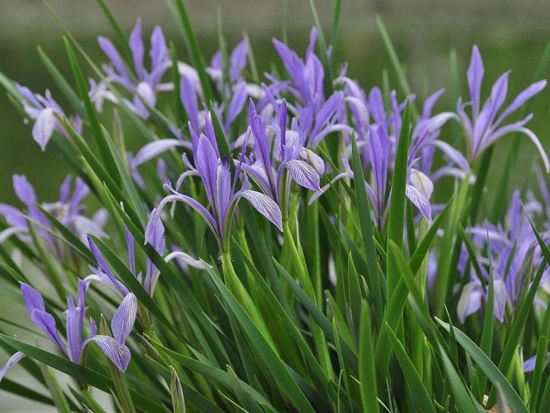 马莲花 马莲花