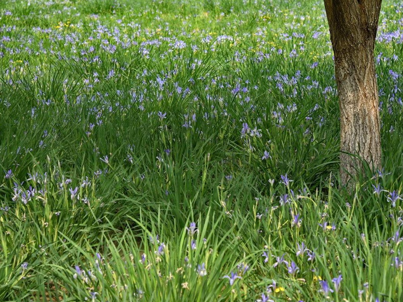 马莲花 马莲花