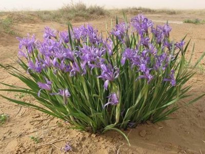 马莲的花期是几月份？花朵是什么颜色的？