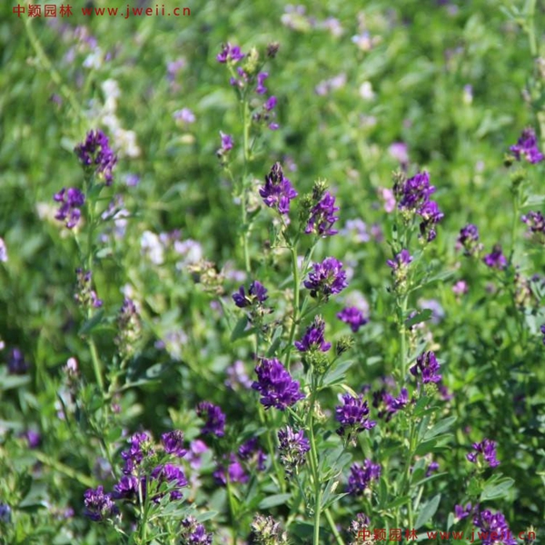 紫花苜蓿5.jpg