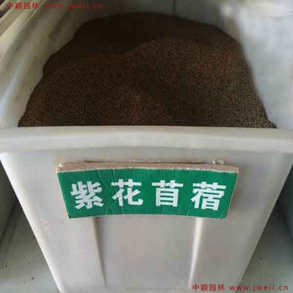 1636687979960377.jpg 紫花苜蓿1.jpg
