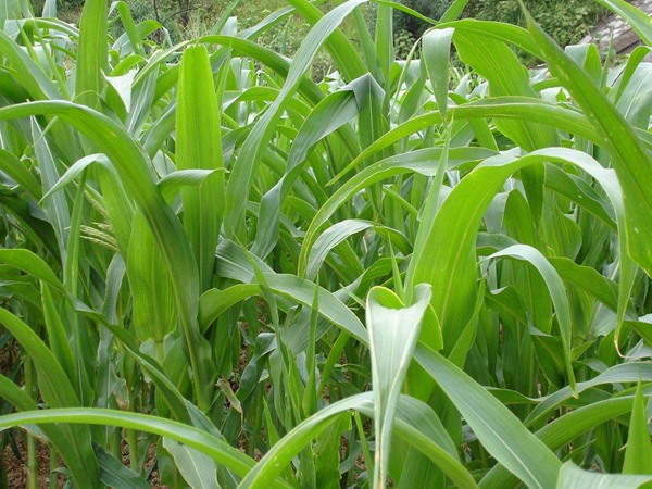 高丹草种植后可以生长几年 高丹草种植后可以生长几年