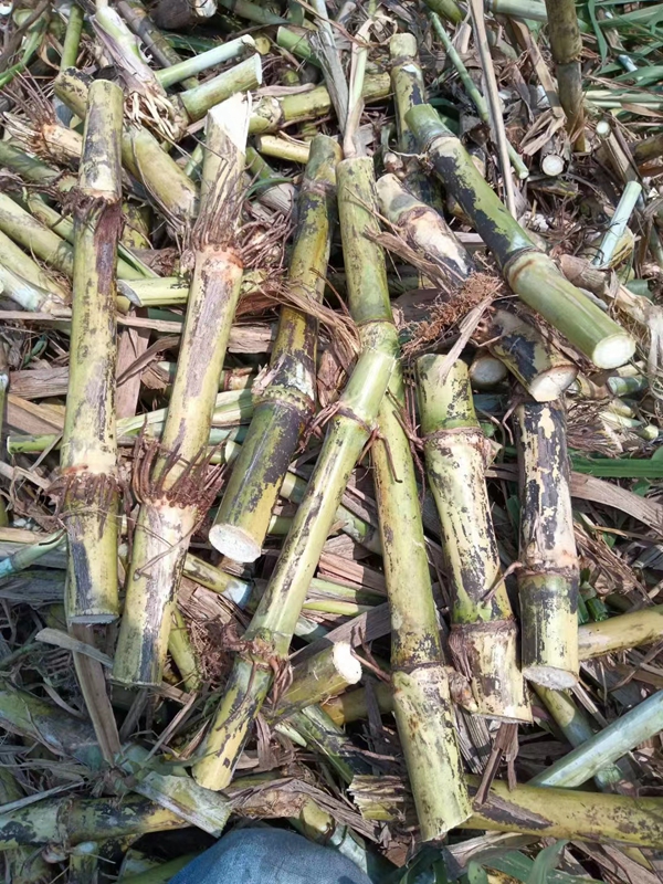 1637219506487785.jpg 皇竹草6.jpg