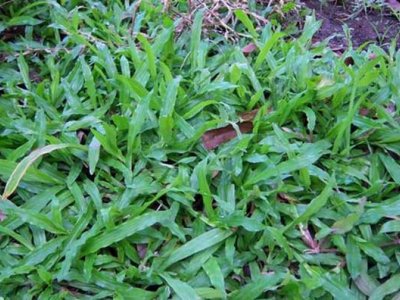 大叶油草价格和台湾草价格是多少？