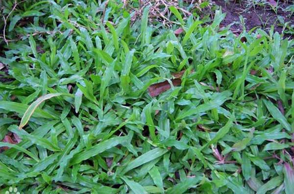 大叶油草草坪图片 大叶油草草坪图片
