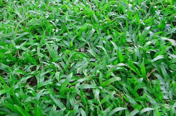 大叶油草草坪图片 大叶油草草坪图片