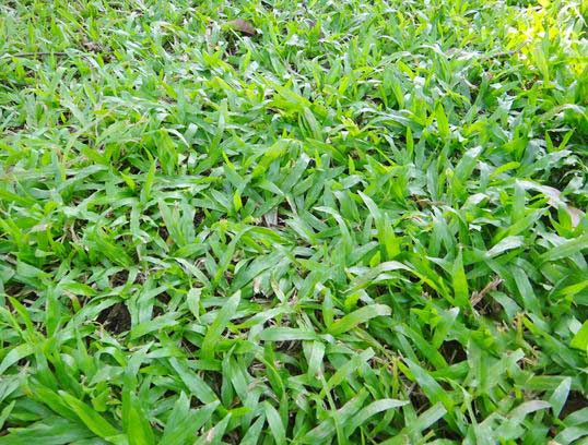 大叶油草草坪图片 大叶油草草坪图片