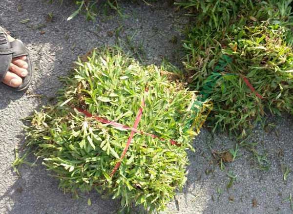大叶油草草坪图片 大叶油草草坪图片