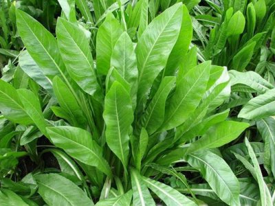 菊苣的种植方法