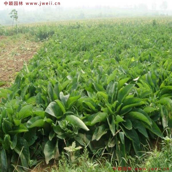 1638851042579852.jpg 2_副本.jpg