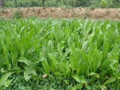 江西菊苣种子一斤多少钱？