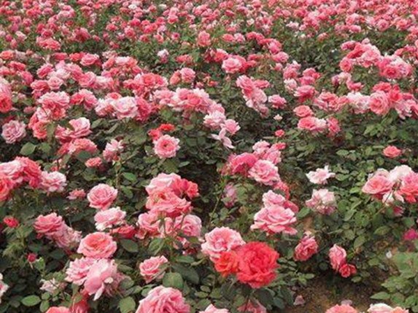 月季花8.jpg