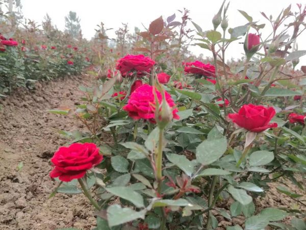 月季花16.jpg