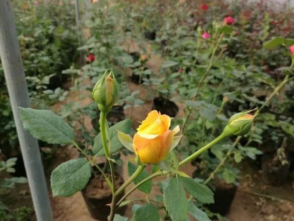 月季花20.jpg