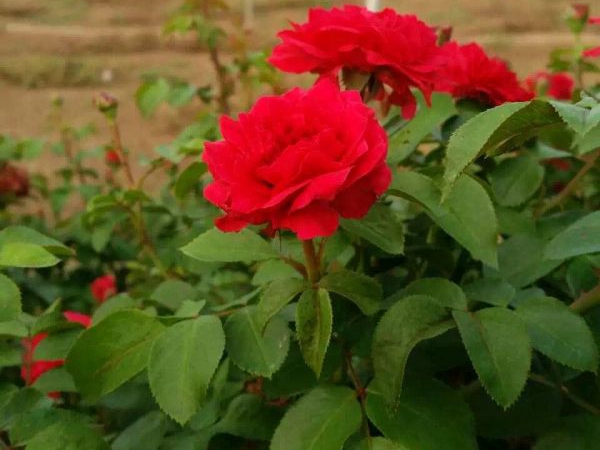 月季花26.jpg