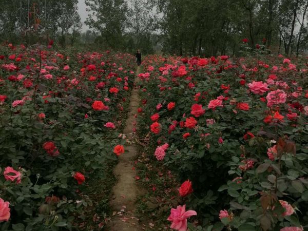 月季花31.jpg