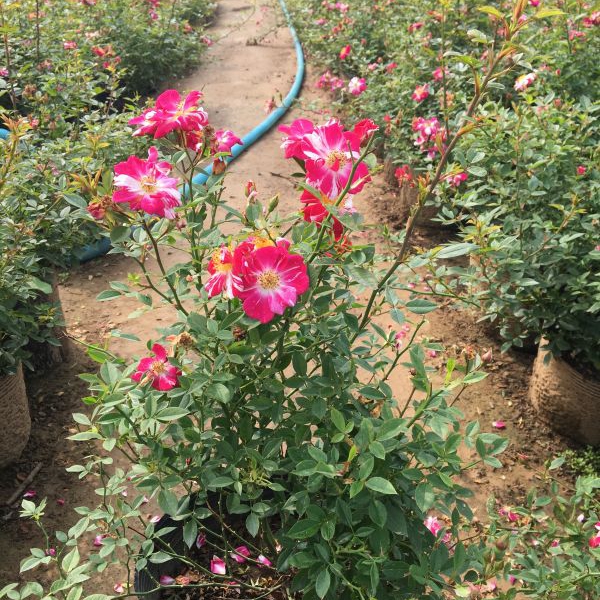 月季花35.jpg