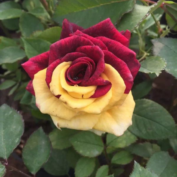 月季花38.jpg