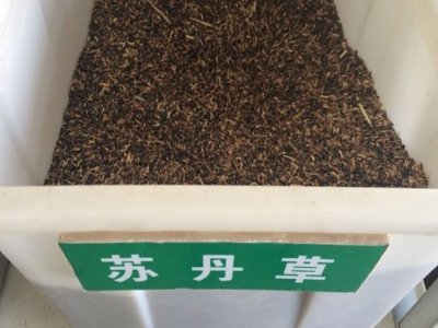 苏丹草是多年生的吗？