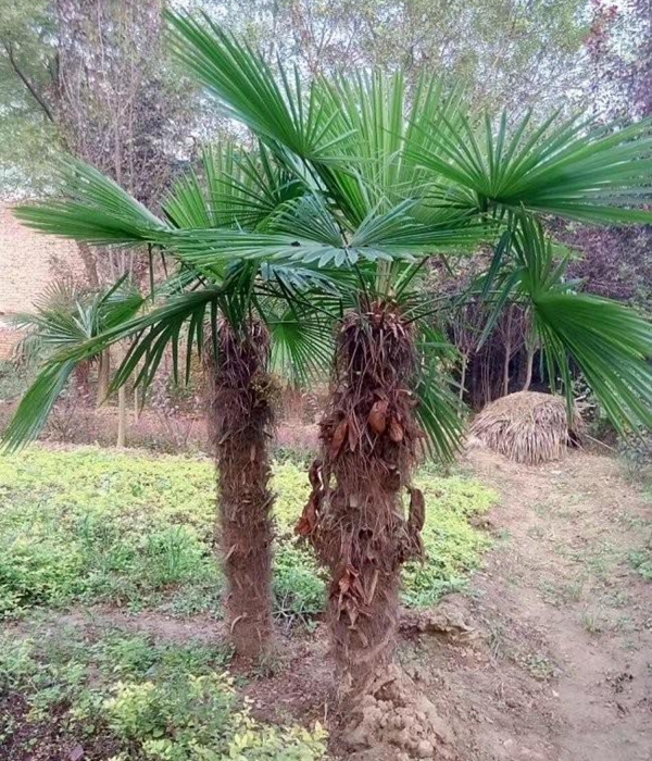 棕榈树1.jpg