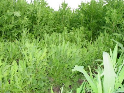 苦荬菜种子价格