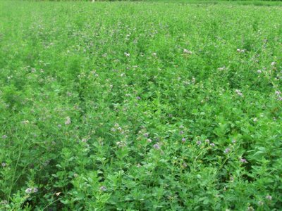 种植牧草有销路吗，哪种牧草动物更喜欢？