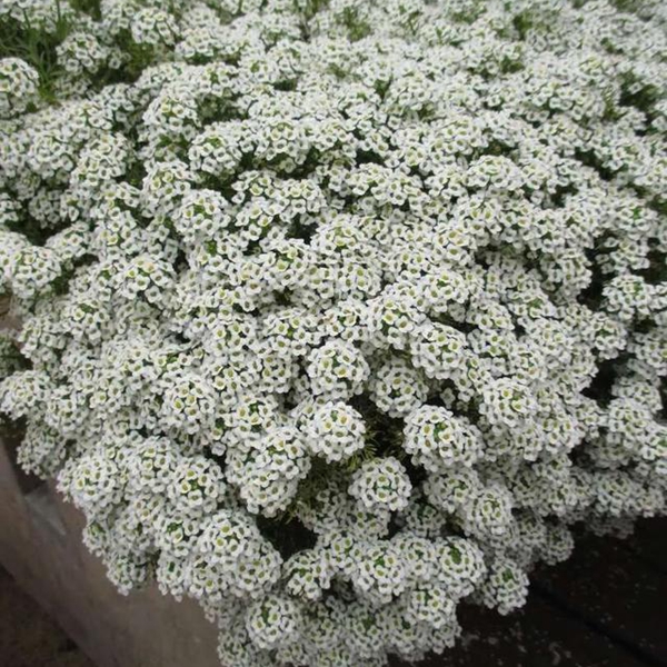 1642686743197737.jpg 香雪球4.jpg