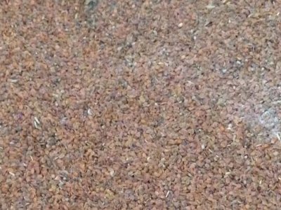 香雪球种子播种后几天发芽？播种后多久可以开花
