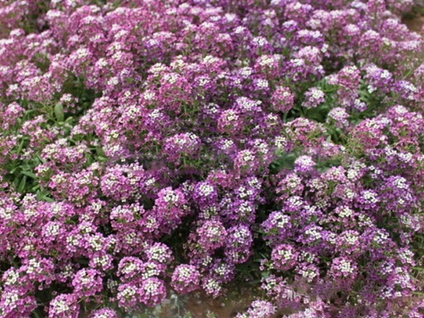 1642688797195737.jpg 香雪球8.jpg