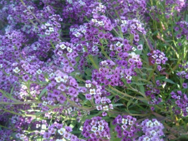 1642688836693028.jpg 香雪球7.jpg