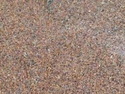 香雪球种子种植方法和播种时间