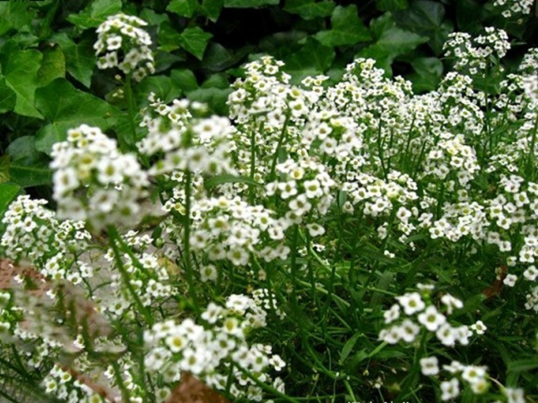 1642690020278433.jpg 香雪球9.jpg