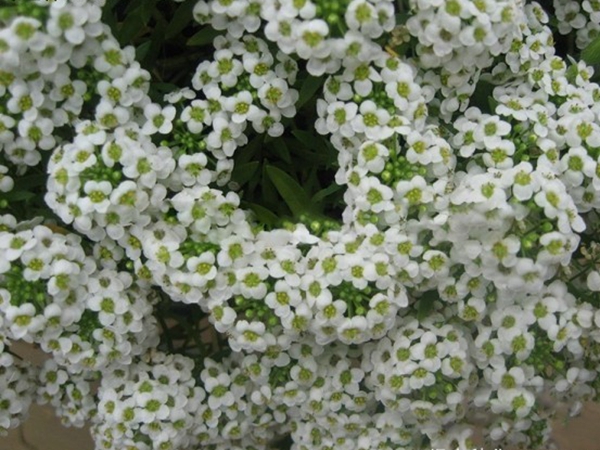 1642690032816671.jpg 香雪球6.jpg