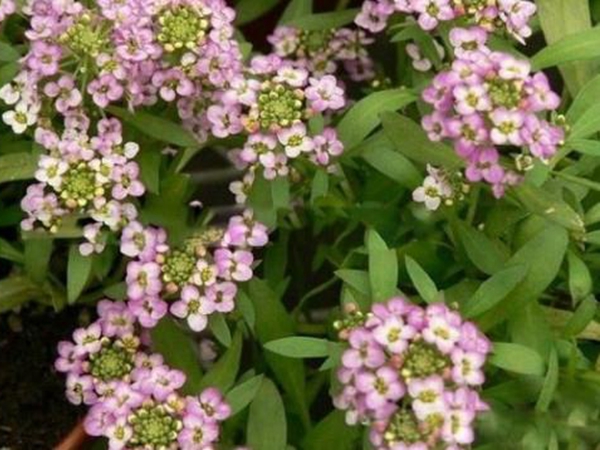 1642690035892267.jpg 香雪球10.jpg