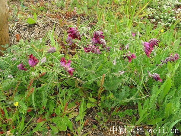 1642859455831501.jpg 光叶紫花苕16_副本.jpg