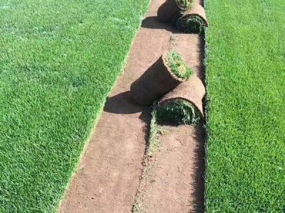 买草皮价格一平米多少钱？【哪里草皮价格便宜】