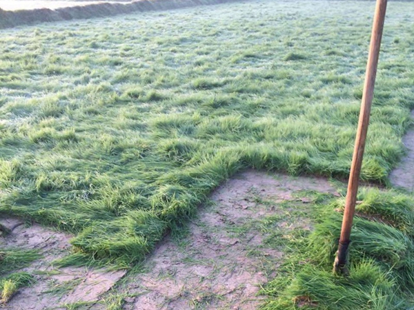 1644552661271856.jpg 草坪1.jpg