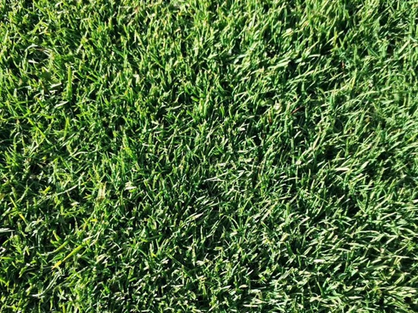 1644552817533977.jpg 草坪3.jpg