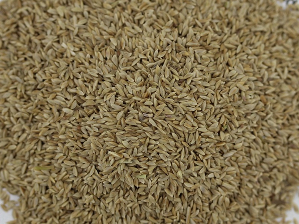 1644552859393713.jpg 狗牙根种子.jpg